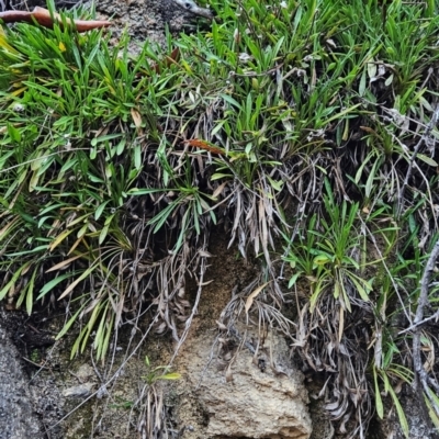 Calotis scabiosifolia var. integrifolia (Rough Burr-daisy) at Namadgi National Park - 8 Mar 2024 by BethanyDunne