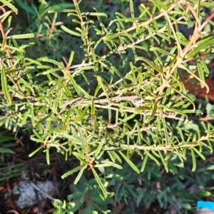 Olearia erubescens at Namadgi National Park - 9 Mar 2024