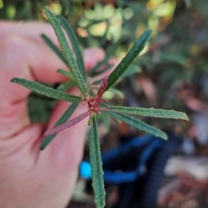 Olearia erubescens at Namadgi National Park - 9 Mar 2024