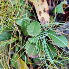 Brachyscome spathulata (Coarse Daisy, Spoon-leaved Daisy) at Tennent, ACT - 8 Mar 2024 by BethanyDunne