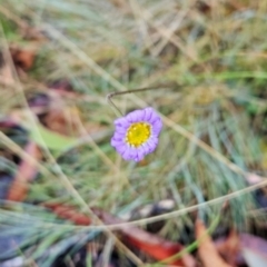 Brachyscome spathulata at Namadgi National Park - 9 Mar 2024 09:46 AM