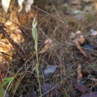 Diplodium sp. (A Greenhood) at Namadgi National Park - 9 Mar 2024 by BethanyDunne