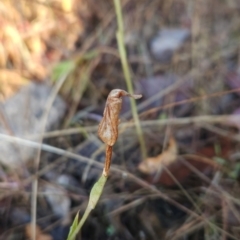 Diplodium sp. at Namadgi National Park - suppressed