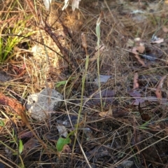 Diplodium sp. at Namadgi National Park - 9 Mar 2024