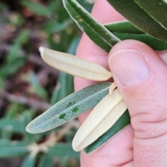 Olearia megalophylla at Namadgi National Park - 9 Mar 2024