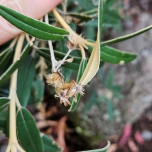 Olearia megalophylla at Namadgi National Park - 9 Mar 2024