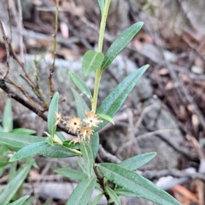 Ozothamnus stirlingii at Namadgi National Park - 9 Mar 2024 09:25 AM