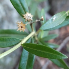 Ozothamnus stirlingii at Namadgi National Park - 9 Mar 2024