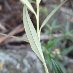 Ozothamnus stirlingii at Namadgi National Park - 9 Mar 2024 09:25 AM