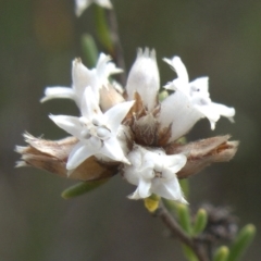 Cryptandra ericoides (Heathy Cryptandra) at Bulee, NSW - 6 Mar 2024 by RobG1