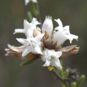 Cryptandra ericoides at Morton National Park - 6 Mar 2024