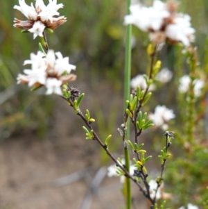 Cryptandra ericoides at Morton National Park - 6 Mar 2024