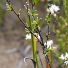 Cryptandra ericoides at Morton National Park - 6 Mar 2024