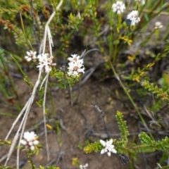 Cryptandra ericoides at Morton National Park - 6 Mar 2024