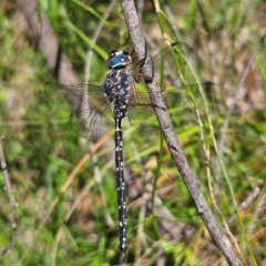 Austroaeschna obscura (Sydney Mountain Darner) at QPRC LGA - 9 Mar 2024 by MatthewFrawley