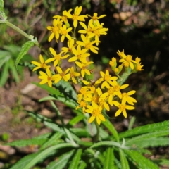 Senecio linearifolius var. arachnoideus (Cobweb Fireweed Groundsel) at Monga National Park - 9 Mar 2024 by MatthewFrawley