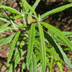 Senecio linearifolius var. arachnoideus at Monga National Park - 10 Mar 2024