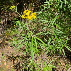 Senecio linearifolius var. arachnoideus at Monga National Park - 10 Mar 2024