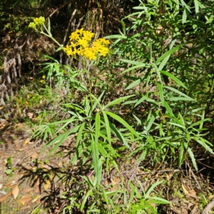 Senecio linearifolius var. arachnoideus at Monga National Park - 10 Mar 2024 10:47 AM