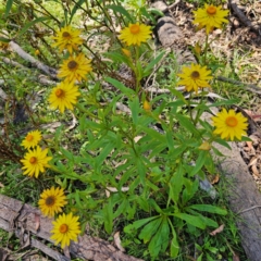 Xerochrysum bracteatum (Golden Everlasting) at Monga National Park - 9 Mar 2024 by MatthewFrawley