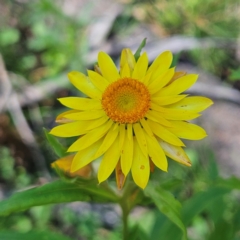 Xerochrysum bracteatum at Monga National Park - 10 Mar 2024