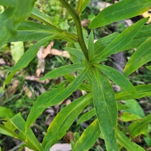 Xerochrysum bracteatum at Monga National Park - 10 Mar 2024