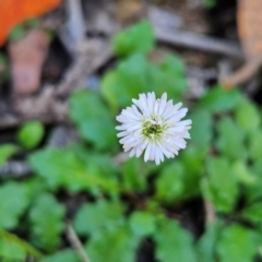 Lagenophora stipitata (Common Lagenophora) at QPRC LGA - 10 Mar 2024 by MatthewFrawley