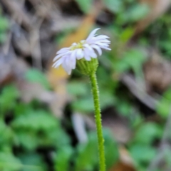 Lagenophora stipitata at QPRC LGA - 10 Mar 2024