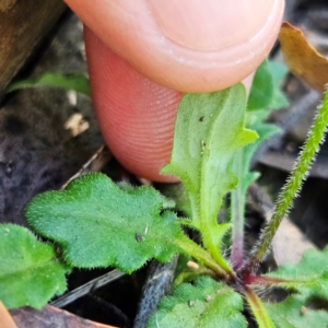 Lagenophora stipitata at QPRC LGA - 10 Mar 2024