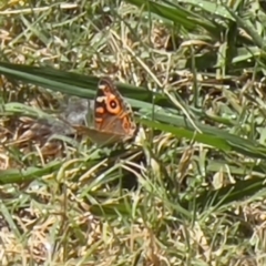 Junonia villida (Meadow Argus) at Holt, ACT - 10 Mar 2024 by JimL