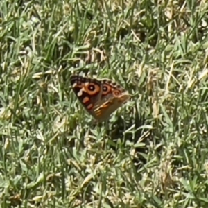 Junonia villida at Holt, ACT - 10 Mar 2024