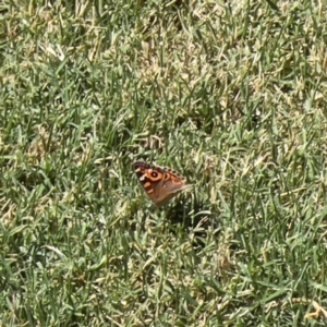 Junonia villida at Holt, ACT - 10 Mar 2024