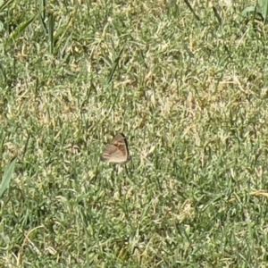 Junonia villida at Holt, ACT - 10 Mar 2024