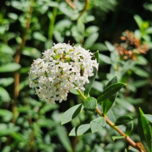 Platysace lanceolata at QPRC LGA - 10 Mar 2024