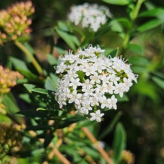 Platysace lanceolata at QPRC LGA - 10 Mar 2024