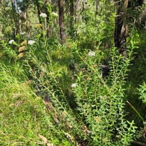 Platysace lanceolata at QPRC LGA - 10 Mar 2024