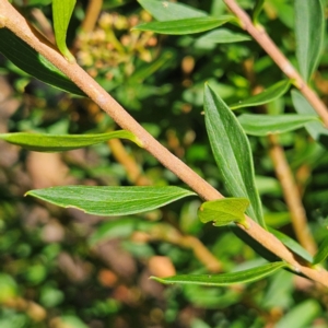 Platysace lanceolata at QPRC LGA - 10 Mar 2024