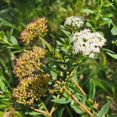 Platysace lanceolata at QPRC LGA - 10 Mar 2024