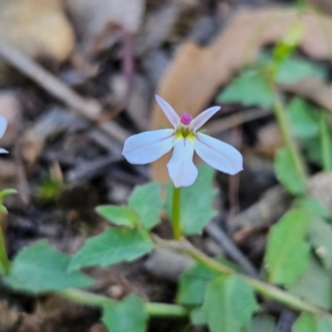 Lobelia purpurascens at QPRC LGA - 10 Mar 2024