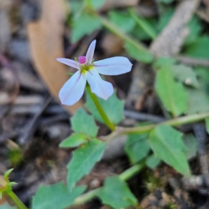 Lobelia purpurascens at QPRC LGA - 10 Mar 2024 11:02 AM