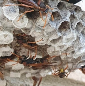 Polistes (Polistella) humilis at Weston, ACT - 15 Feb 2024