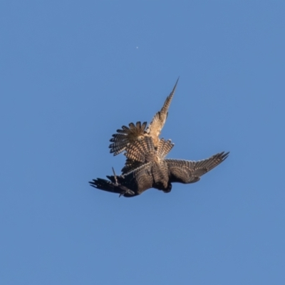 Falco longipennis (Australian Hobby) at Fyshwick, ACT - 9 Mar 2024 by rawshorty