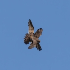 Falco longipennis at Jerrabomberra Wetlands - 10 Mar 2024 09:13 AM