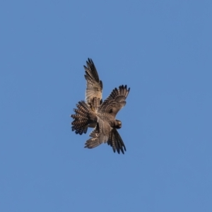 Falco longipennis at Jerrabomberra Wetlands - 10 Mar 2024