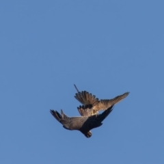 Falco longipennis at Jerrabomberra Wetlands - 10 Mar 2024