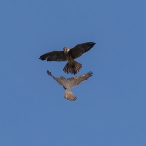 Falco longipennis at Jerrabomberra Wetlands - 10 Mar 2024 09:13 AM