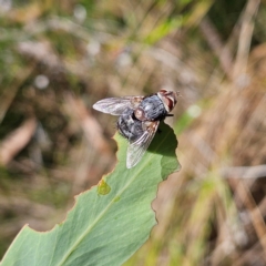 Calliphora vicina (European bluebottle) at QPRC LGA - 10 Mar 2024 by MatthewFrawley