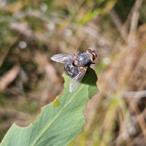 Calliphora vicina at QPRC LGA - 10 Mar 2024