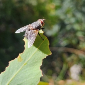 Calliphora vicina at QPRC LGA - 10 Mar 2024