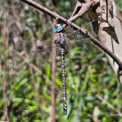 Austroaeschna parvistigma (Swamp Darner) at Mongarlowe River - 10 Mar 2024 by MatthewFrawley